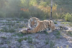 Raise - a tiger rescued from the slaughter